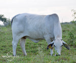 Package of 3 Sexed Female Embryos: Mr. V8 279/7 (P) x KPBR Polled Delia 42/4 (P)