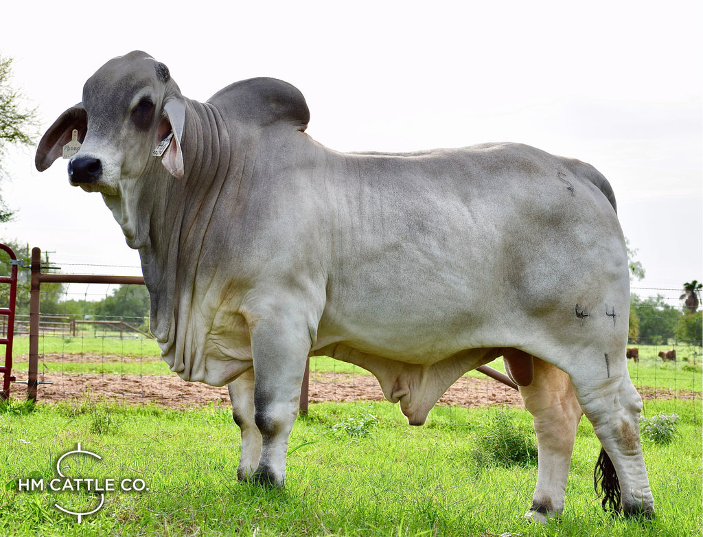 Breeding Season of Mr. HMC Polled 44/1 (P) “Magnum”