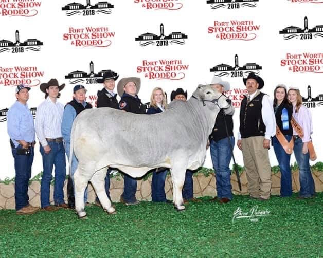 Package of 2 Sexed Female Embryos - LMC LN Polled Pappo 136/6 (P) x LMC Polled Picosa 139/5 (P)