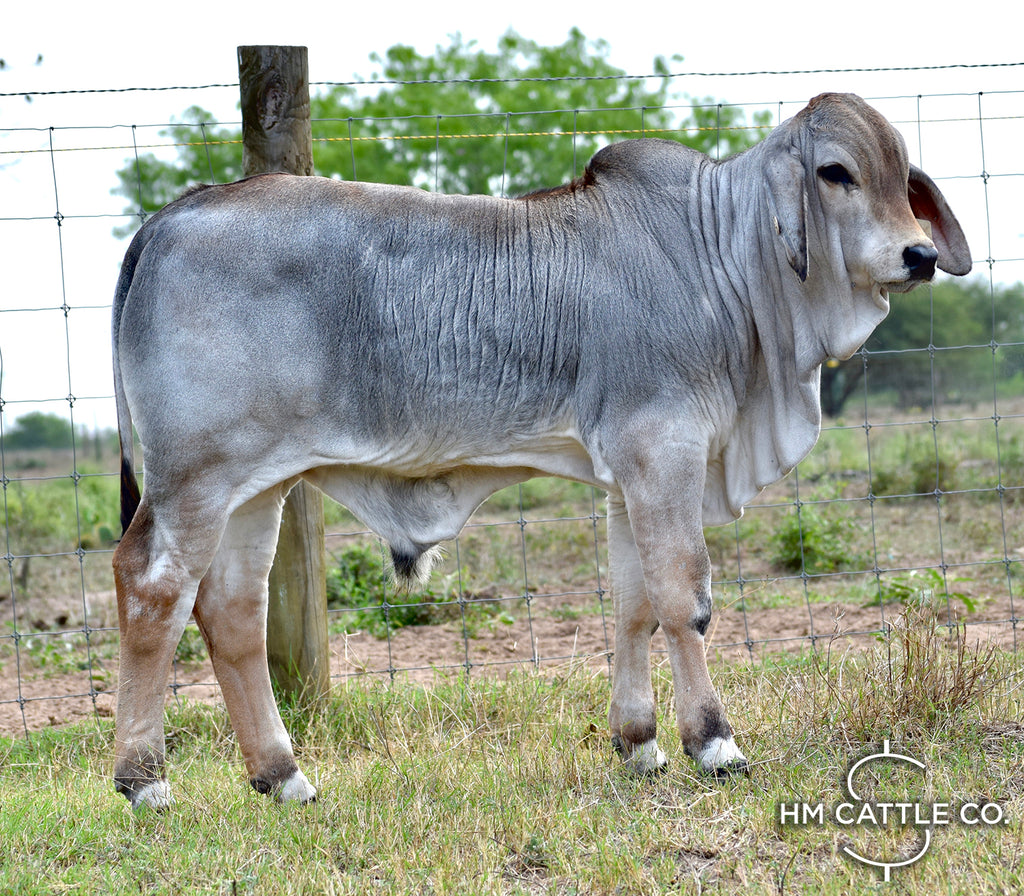 Mr. HMC Polled 91/1 (S)