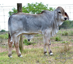 Mr. HMC Polled 91/1 (S)