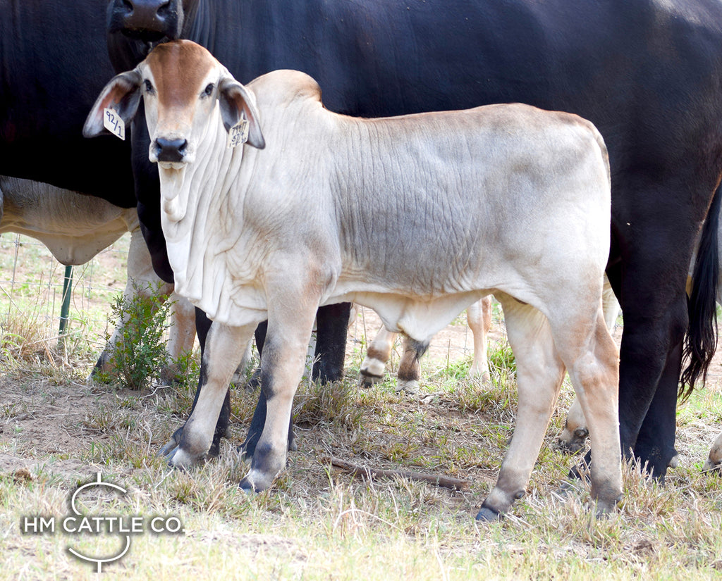 Mr. HMC Polled 92/1 (P)