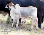 Mr. HMC Polled 92/1 (P)