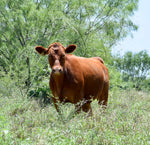 20 Registered Red Wagyu x Registered Red Angus Heifers