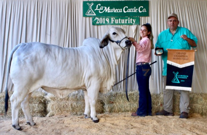 LMC LF Polled Muneca 152/4 (P) – HM Cattle Company