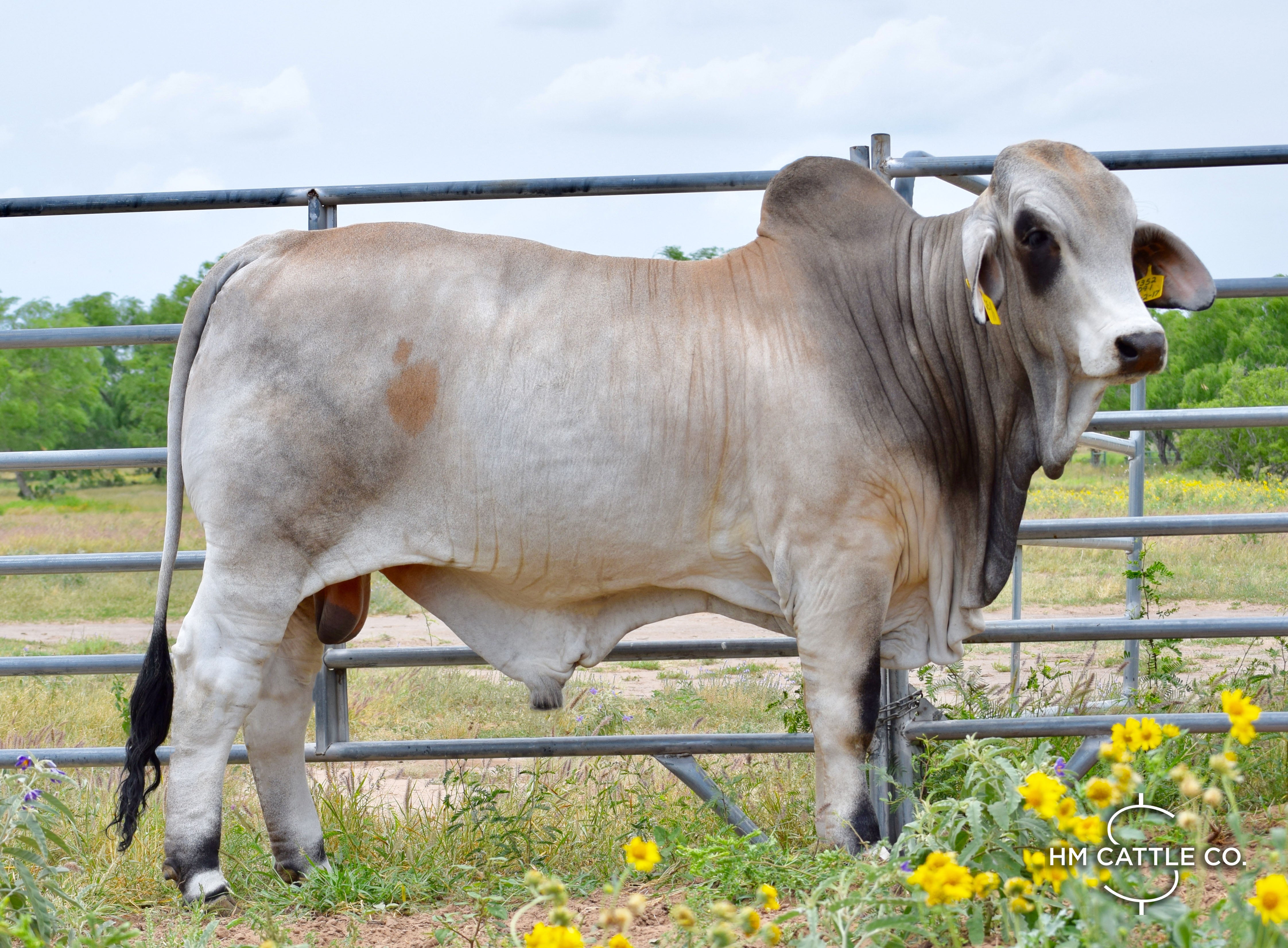 Miss HMC Polled 116/1 (P)