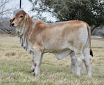 Miss HMC Polled 185/1 (PP) HOMOZYGOUS POLLED