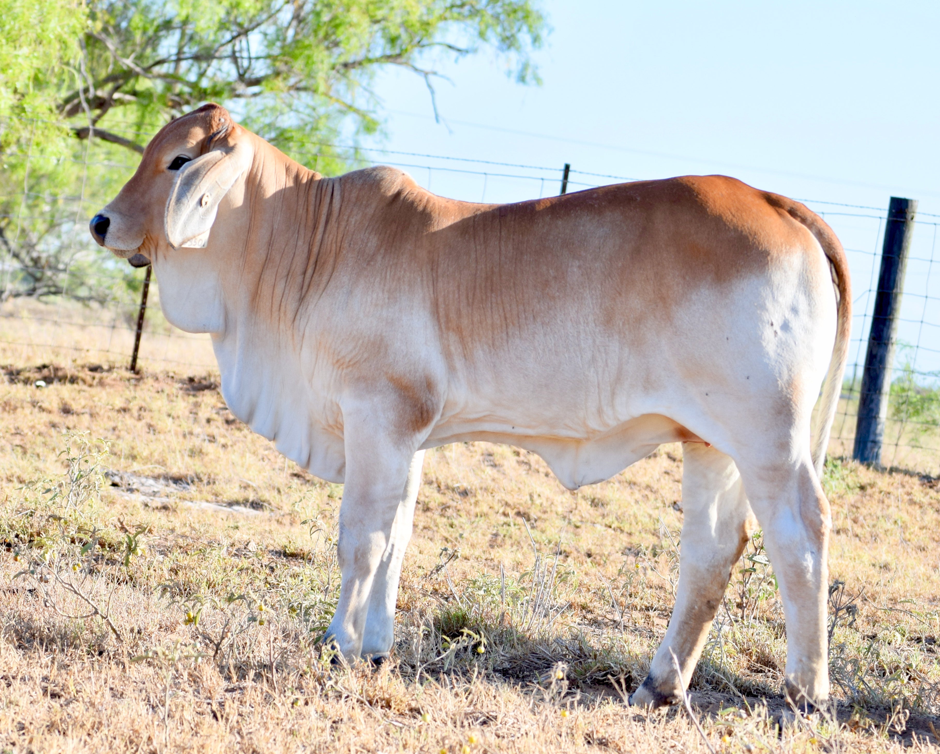 Miss HMC Polled 67/1 (P)
