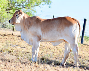 Miss HMC Polled 67/1 (P)