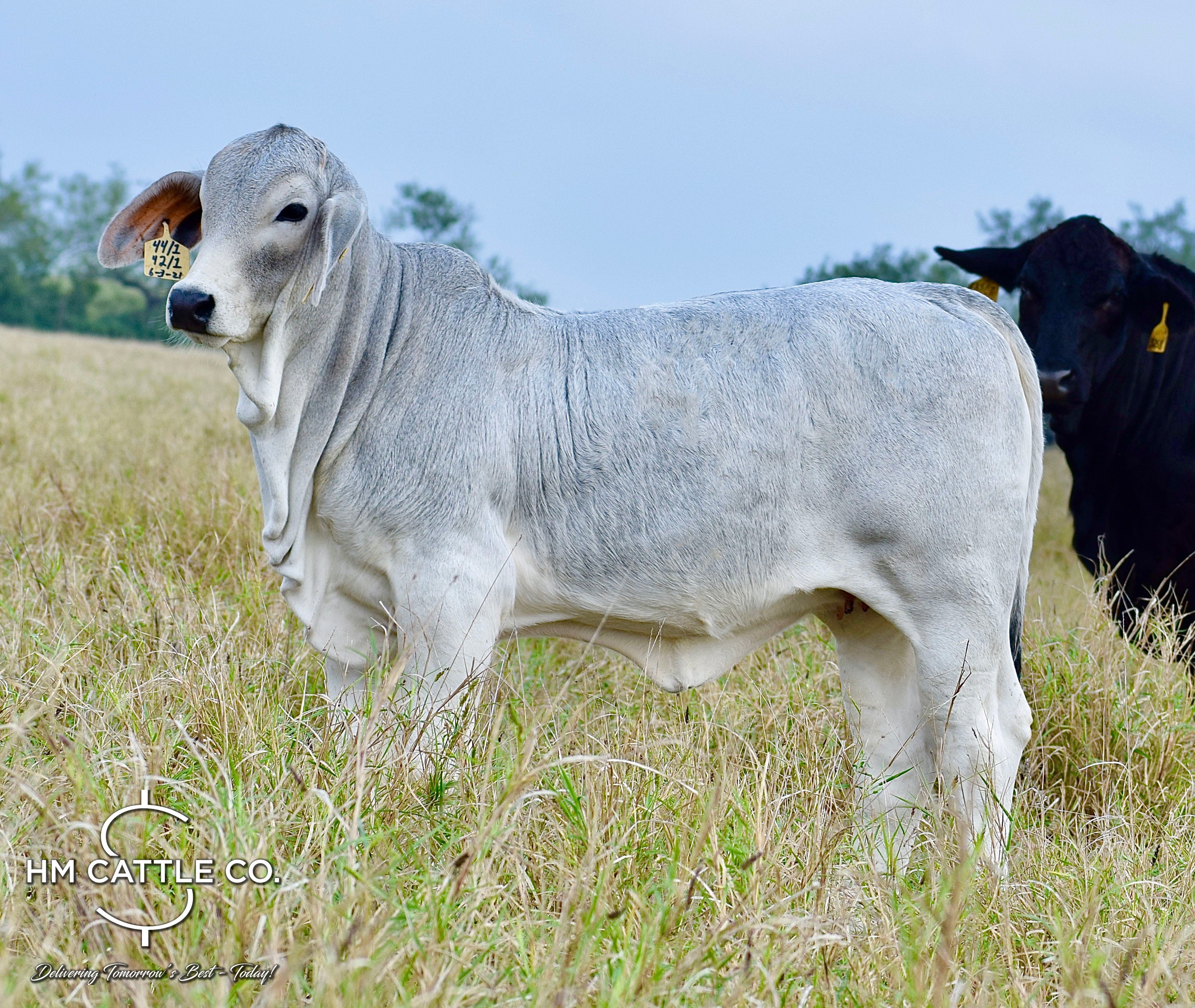 Miss HMC Polled 160/1 (PP) HOMOZYGOUS POLLED