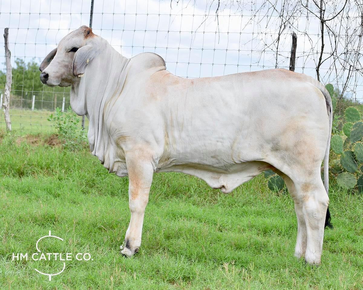 Package 2 Conventional Embryos - Polled Pathfinder (P) x  LMC LF Polled Elma 214/4 (P)