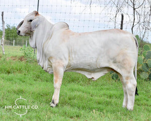 Package 2 Conventional Embryos - Polled Pathfinder (P) x  LMC LF Polled Elma 214/4 (P)