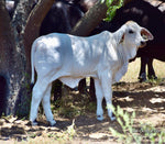 Miss HMC Polled 105/1 (P)