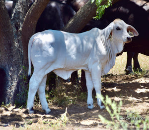 Miss HMC Polled 105/1 (P)
