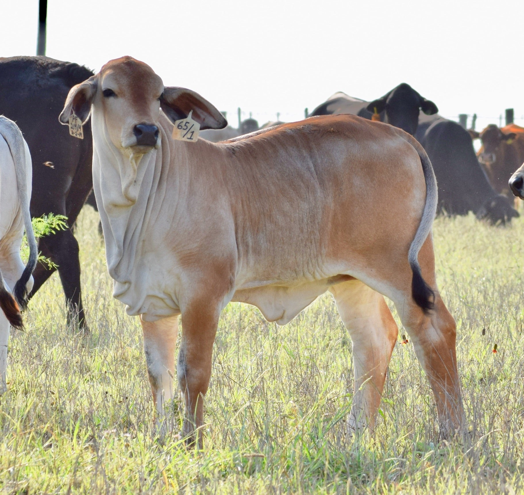 Miss HMC Polled 65/1 (S)