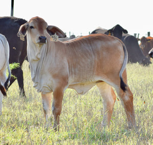 Miss HMC Polled 65/1 (S)