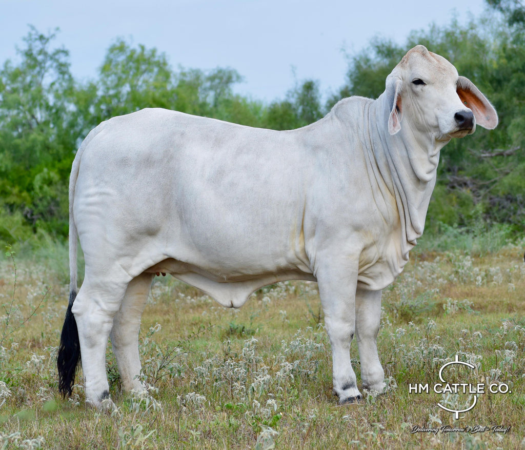 Miss HMC Polled 155/1 (P)
