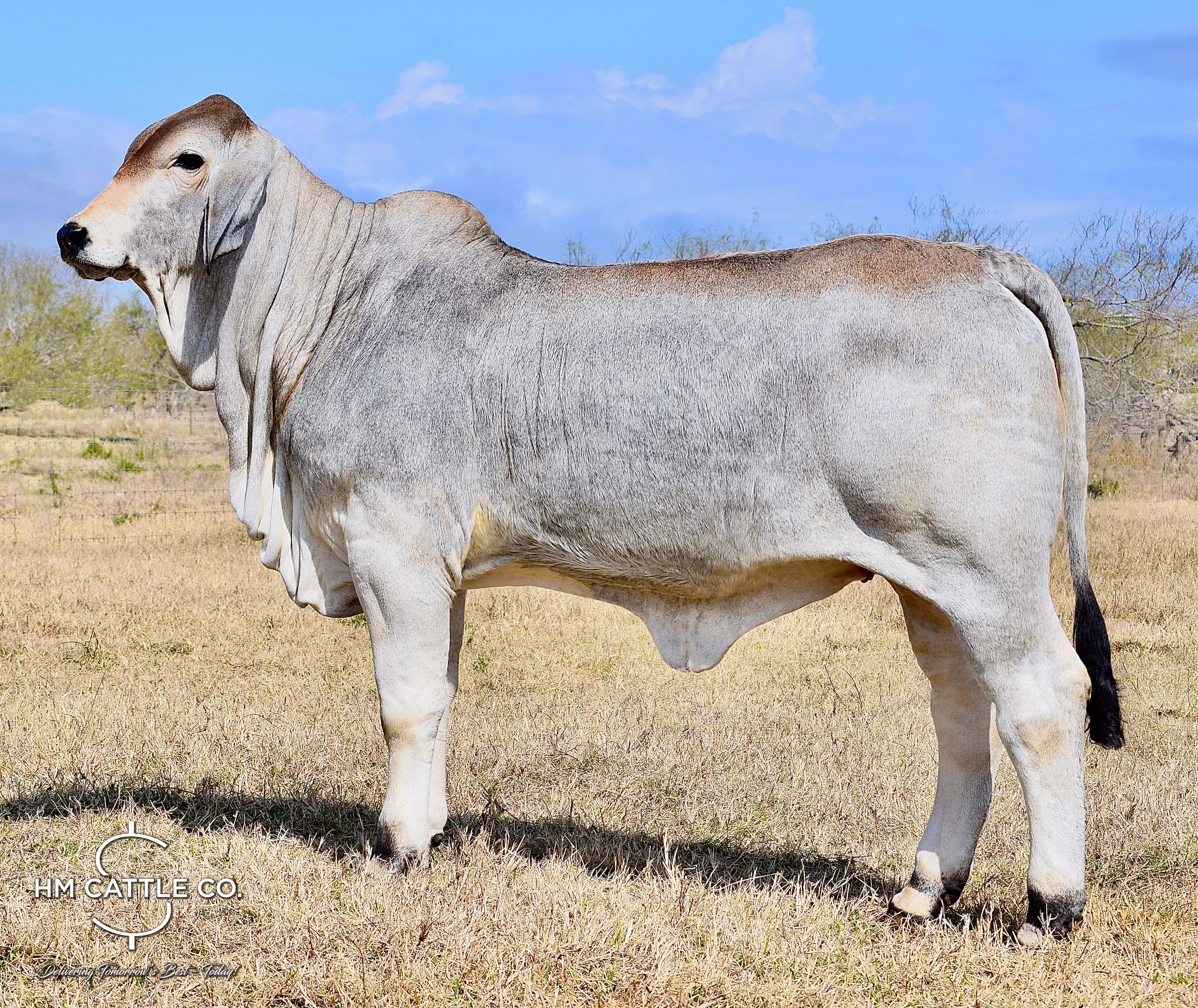 Breeding Season of Mr. HMC Polled 44/1 (P) “Magnum”