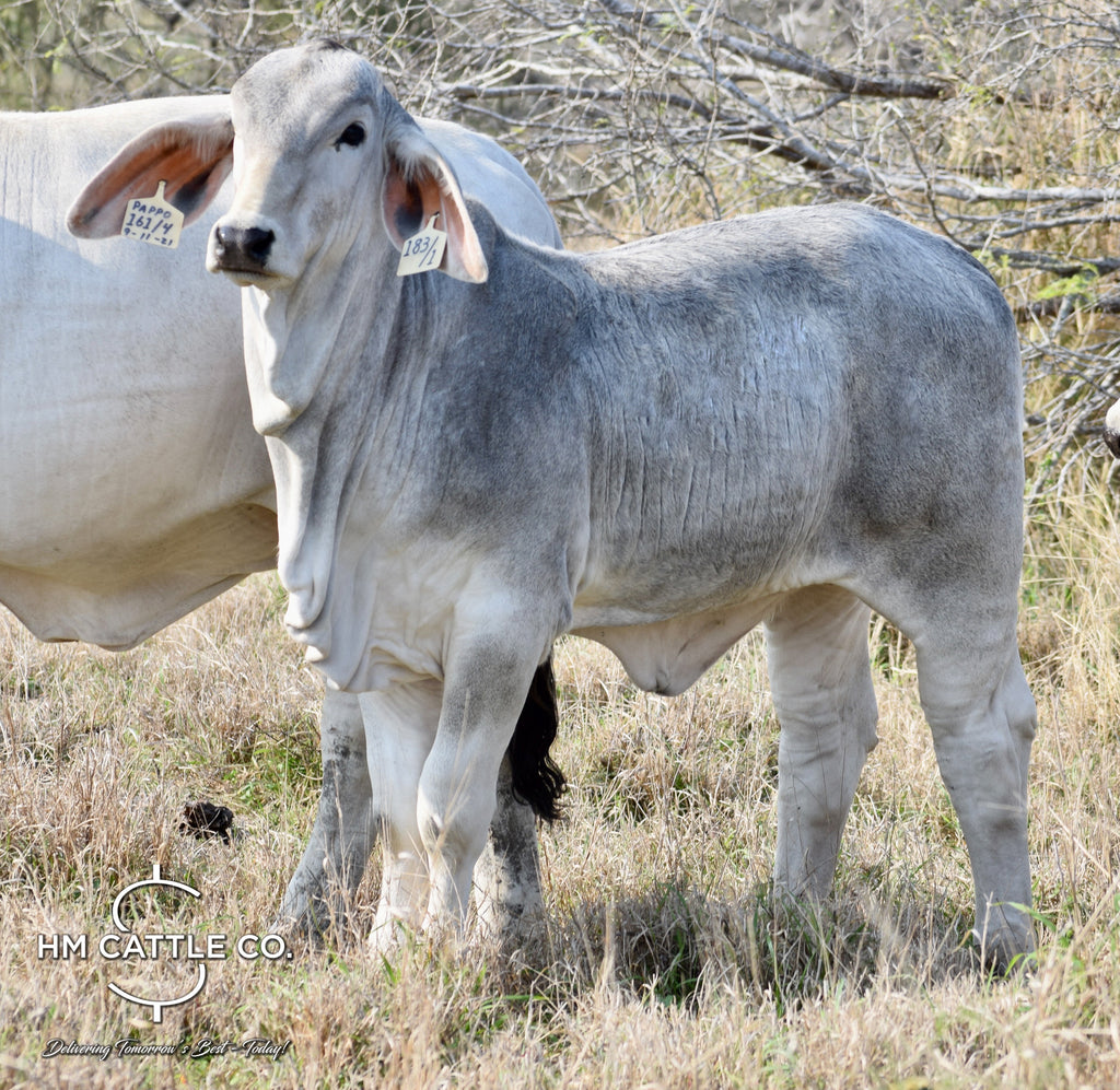 Miss HMC Polled 183/1 (P)