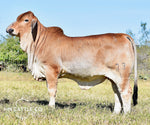 IVF Aspiration on Miss HMC Polled 73/1 (P) "Jenny"