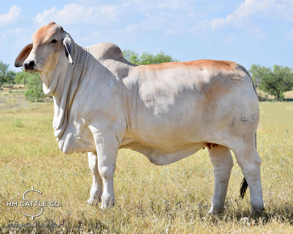 Miss HMC Polled 145/1 (P)