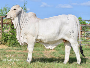 Miss HMC Polled 70/1 (P)