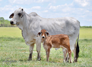 Miss HMC Polled 116/1 (P)