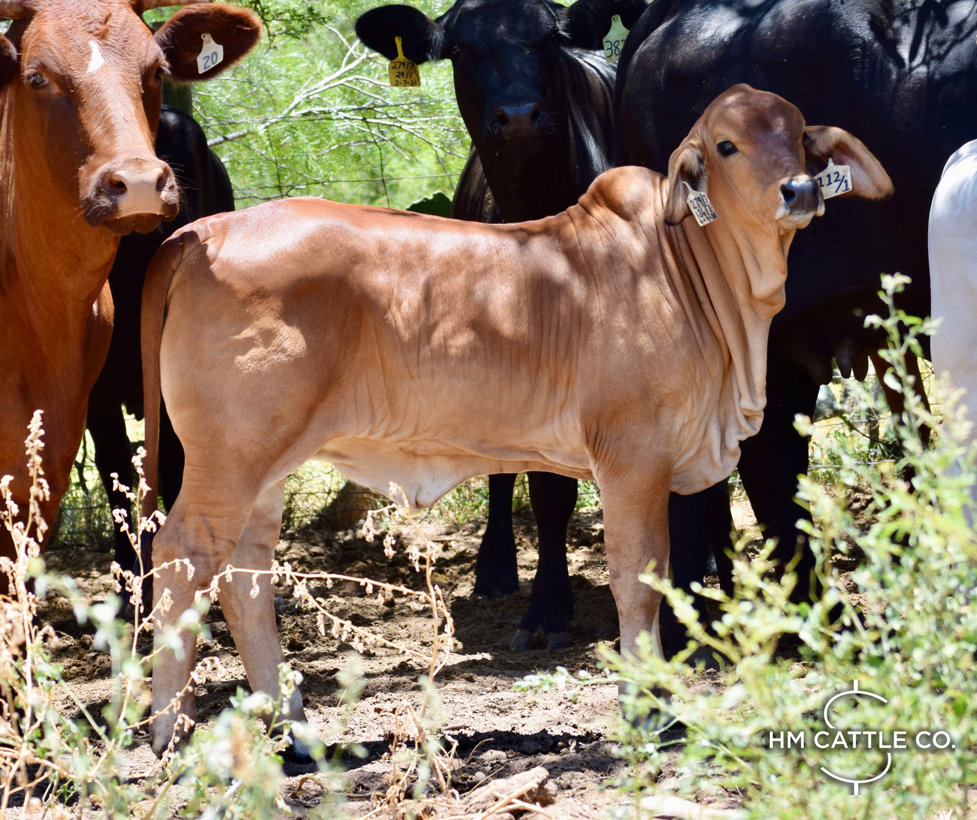 Miss HMC Polled 112/1 (P)