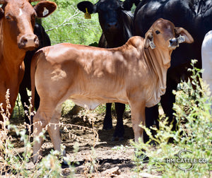 Miss HMC Polled 112/1 (P)