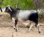 Mr. HMC Polled 110/1 (P)
