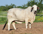 Miss HMC Polled 67/1 (P)