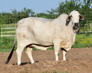 Miss HMC Polled 67/1 (P)