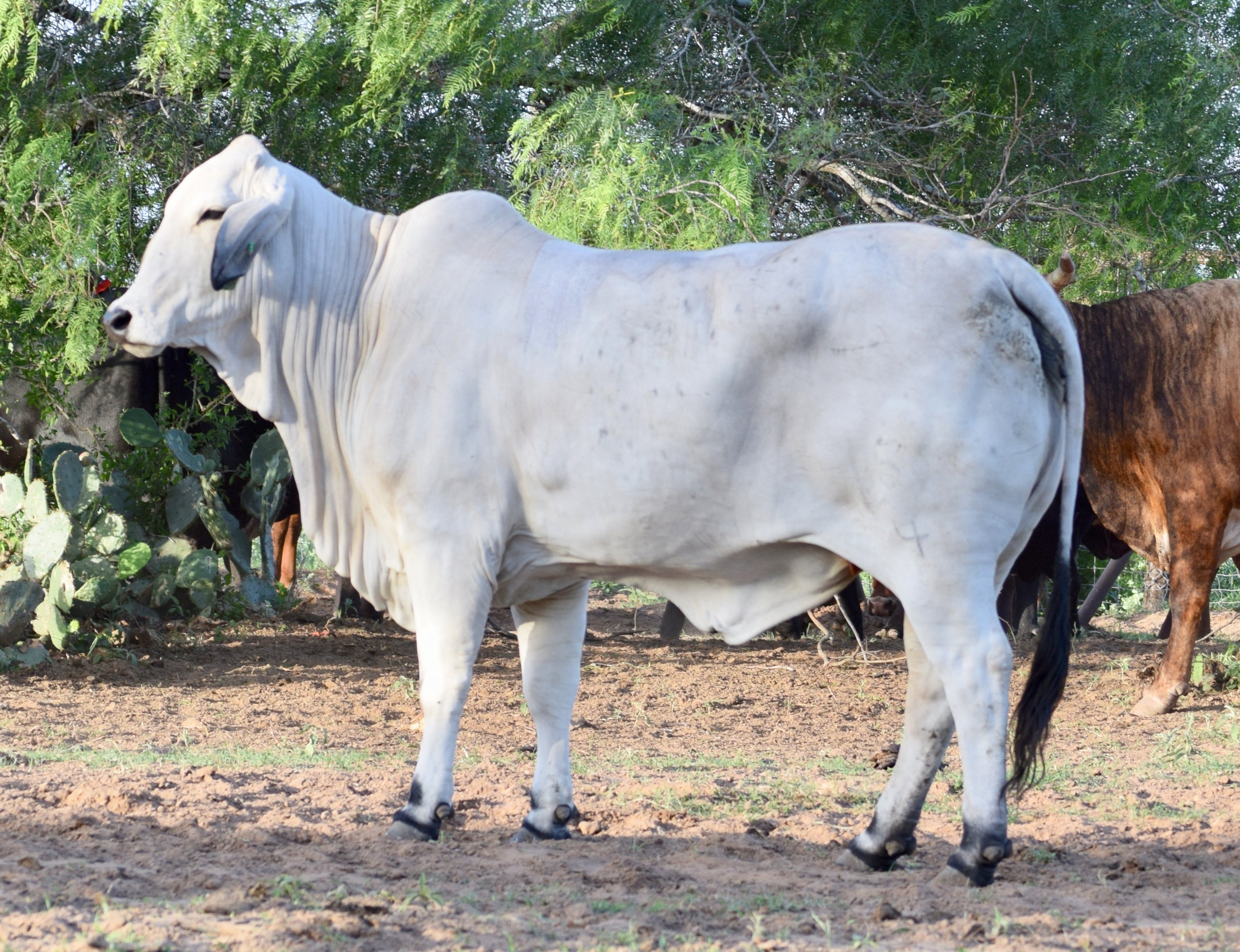 Miss HMC Polled 60/1 (P)