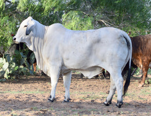 Miss HMC Polled 60/1 (P)