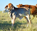 Miss HMC Polled 66/1 (P)