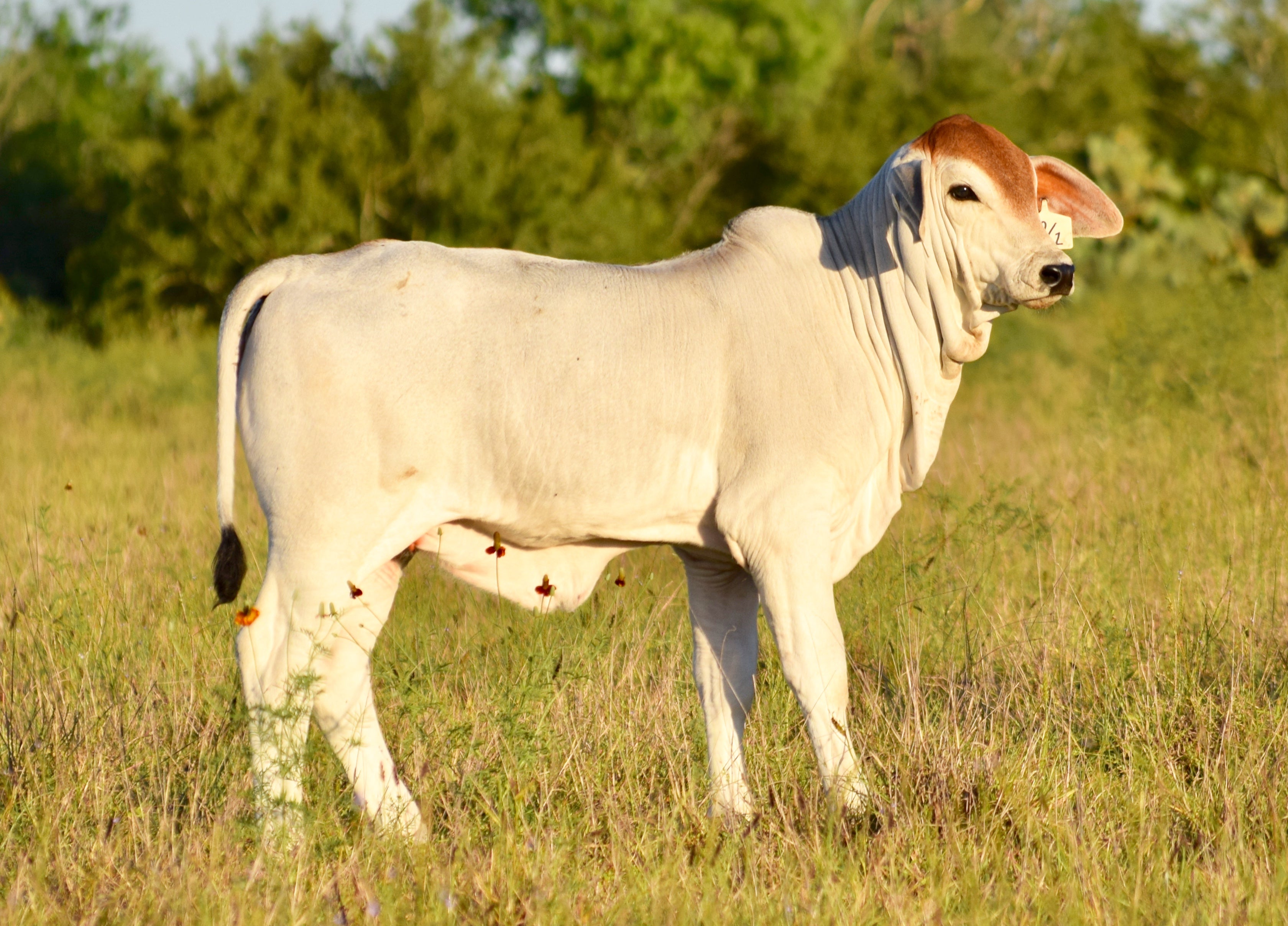 Miss HMC Polled 60/1 (P)