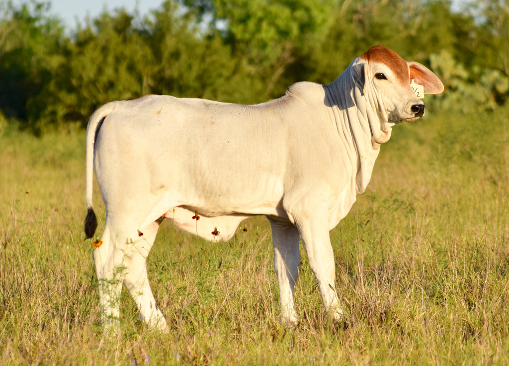 Miss HMC Polled 60/1 (P)