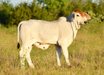 Miss HMC Polled 60/1 (P)