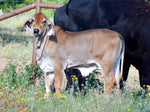 Miss HMC Polled 57/1 (P)