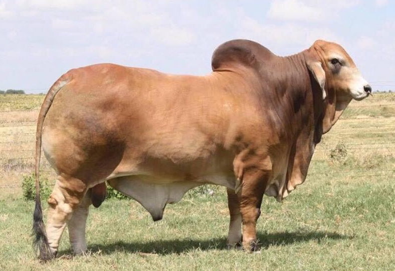 Miss HMC Polled 185/1 (PP) HOMOZYGOUS POLLED