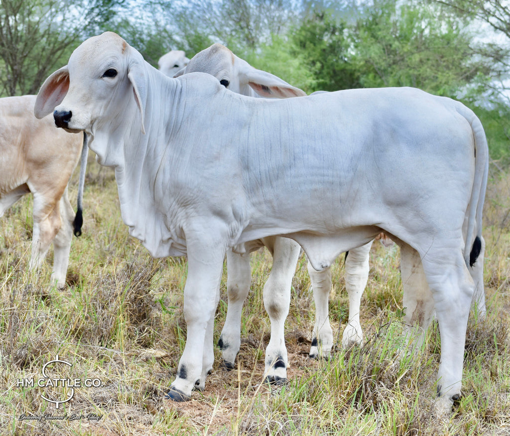 Miss HMC Polled 189