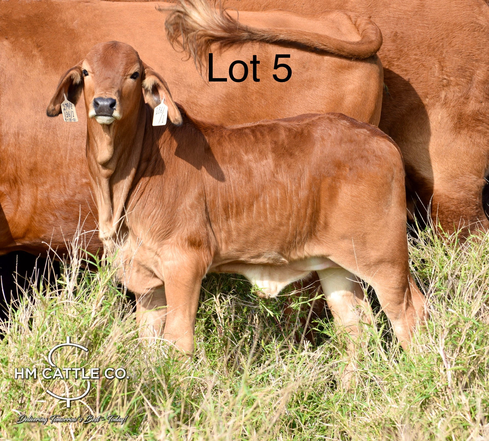 Lot 5: Miss HMC Polled 186/1 (P)