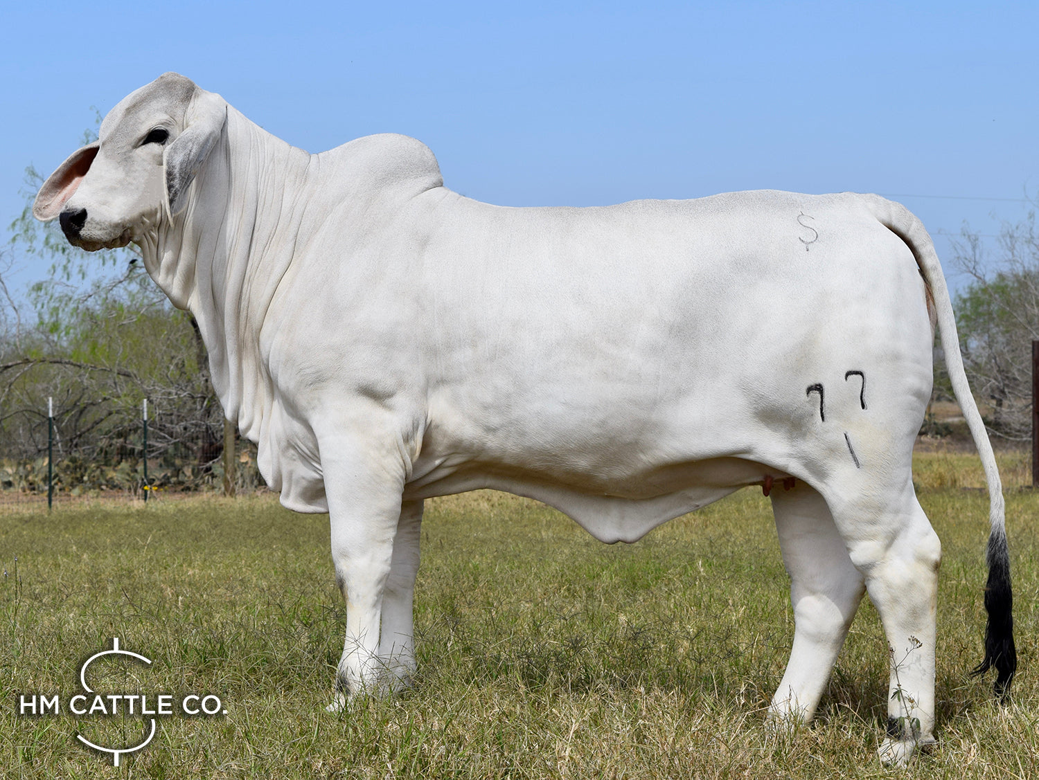 Miss HMC Polled 77/1 (P)