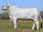 Miss HMC Polled 77/1 (P)