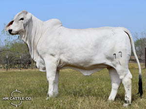 Miss HMC Polled 77/1 (P)