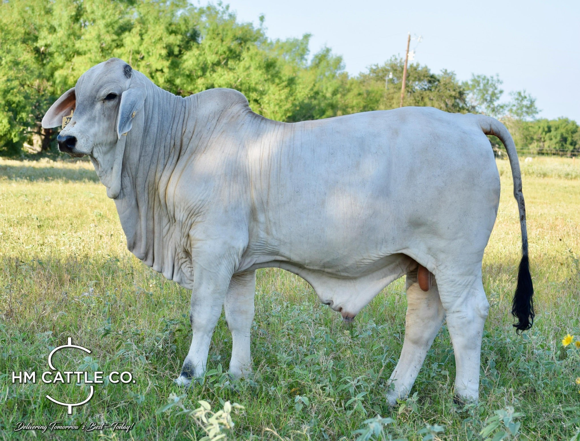 Breeding Season of Mr. HMC Polled 44/1 (P) “Magnum”