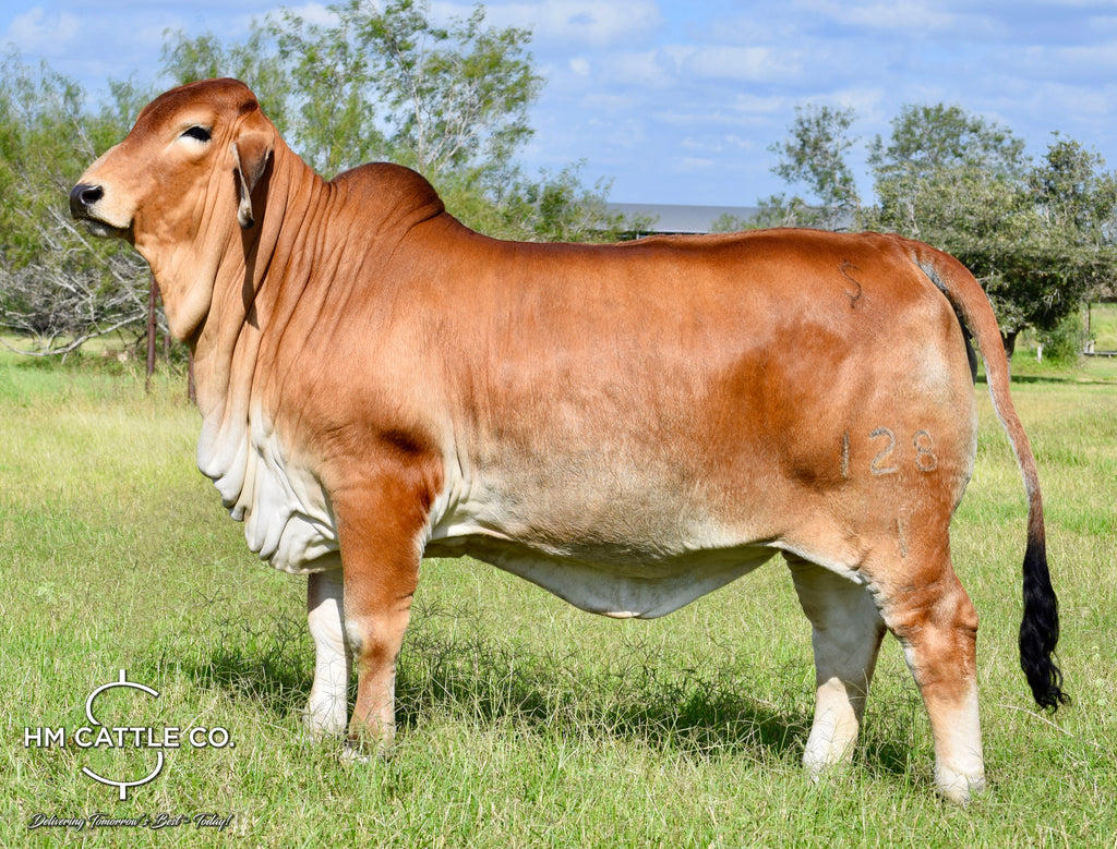 Miss HMC Polled 128/1 (P)