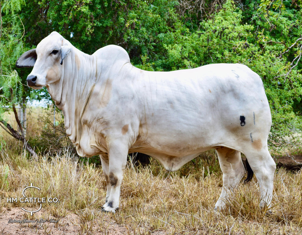 Miss HMC Polled 81/1 (P)