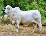 Miss HMC Polled 81/1 (P)