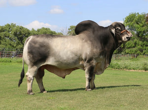 Miss HMC Polled 178/1 (P)